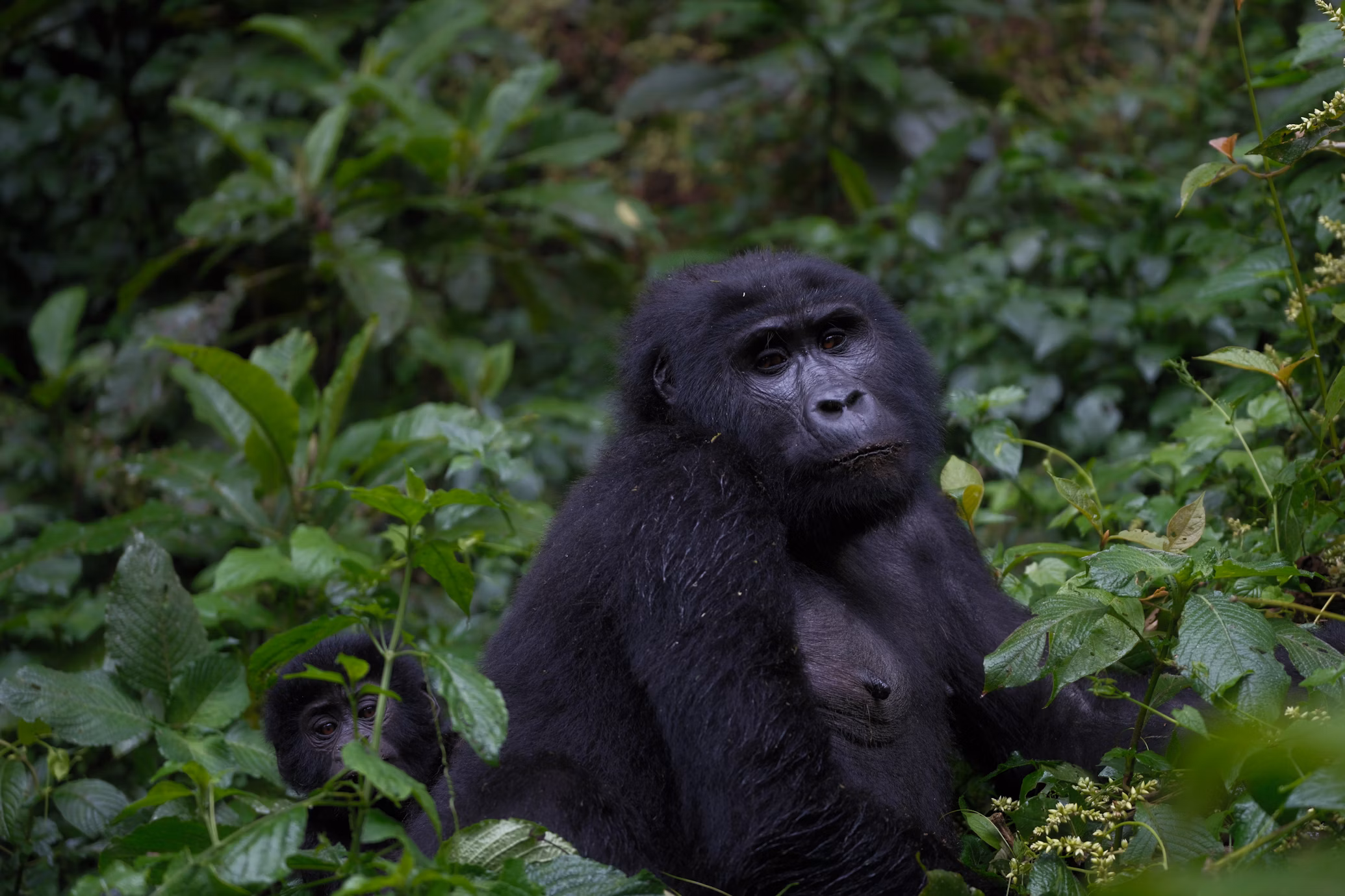 Mountain gorillas of Bwindi
